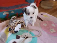 Female1, a female Papillon for sale in Salem, AR – Photo 1 of 4