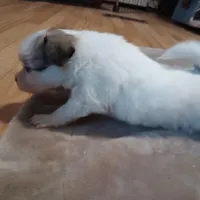 Female1, a female Papillon for sale in Salem, AR – Photo 2 of 4