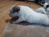 Female1, a female Papillon for sale in Salem, AR – Photo 2 of 4