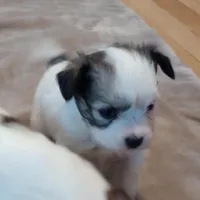 Female1, a female Papillon for sale in Salem, AR – Photo 3 of 4