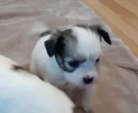 Female1, a female Papillon for sale in Salem, AR – Photo 3 of 4