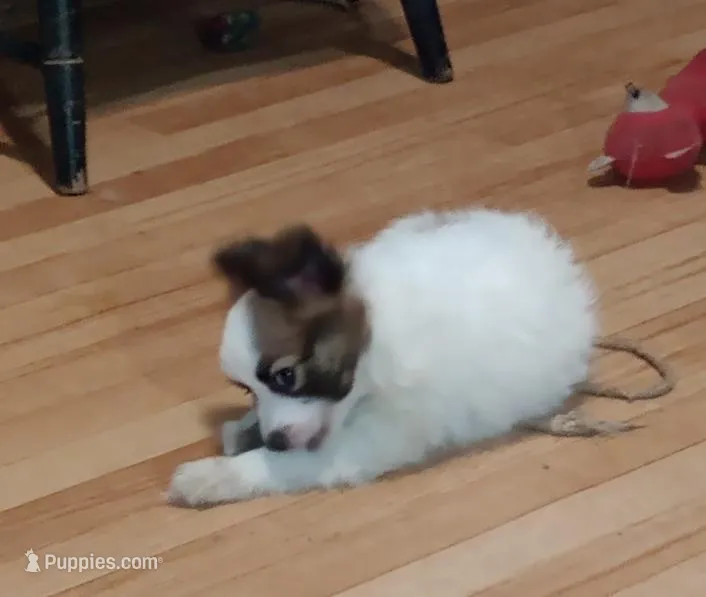 Cutie – Papillon puppy for sale in Salem, AR