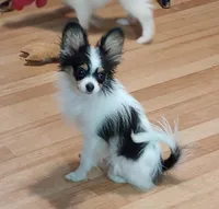 pu, a male Papillon for sale in Salem, AR – 3 of 3