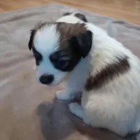 puppy 1, a male Papillon for sale in Salem, AR – Photo 1 of 6