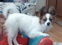 puppy 1, a male Papillon for sale in Salem, AR – Photo 6 of 6