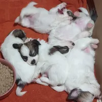 puppy 1, a male Papillon for sale in Salem, AR – Photo 3 of 6