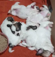 puppy 1, a male Papillon for sale in Salem, AR – Photo 3 of 3