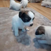 puppy 1, a male Papillon for sale in Salem, AR – Photo 2 of 6