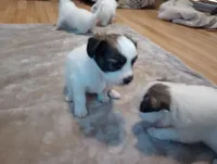 puppy 1, a male Papillon for sale in Salem, AR – Photo 2 of 3