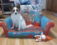 puppy 1, a male Papillon for sale in Salem, AR – Photo 4 of 6