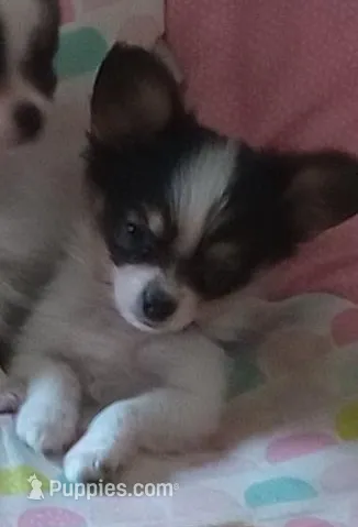 puppy 2, a male Papillon for sale in Salem, AR – 1 of 2
