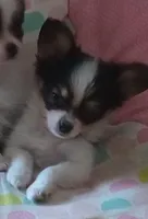 puppy 2, a male Papillon for sale in Salem, AR – 1 of 2