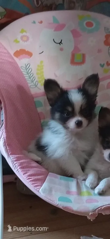 pu – Papillon puppy for sale in Salem, AR