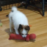 Cutie, a male Papillon for sale in Salem, AR – 2 of 2