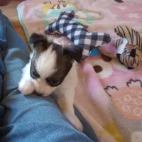 male2, a male Papillon for sale in Salem, AR – Photo 3 of 4