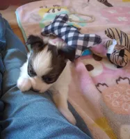 male2, a male Papillon for sale in Salem, AR – Photo 3 of 3