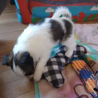 male2, a male Papillon for sale in Salem, AR – Photo 2 of 4