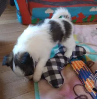 male2, a male Papillon for sale in Salem, AR – Photo 2 of 3