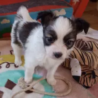 male2, a male Papillon for sale in Salem, AR – Photo 1 of 4