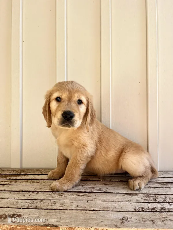 Green Girl – Golden Retriever puppy for sale in Foley, AL