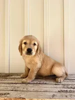 Green Girl, a female Golden Retriever for sale in Foley, AL – Photo 1 of 3