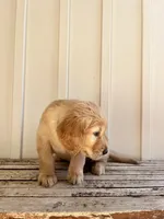 Green Girl, a female Golden Retriever for sale in Foley, AL – Photo 3 of 3