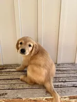 Tan Girl, a female Golden Retriever for sale in Foley, AL – Photo 3 of 3