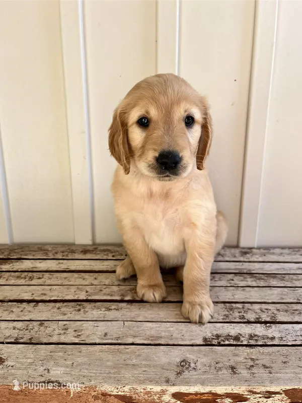 Tan Girl – Golden Retriever puppy for sale in Foley, AL