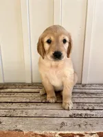 Tan Girl, a female Golden Retriever for sale in Foley, AL – Photo 1 of 3