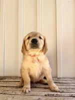 Orange Girl , a female Golden Retriever for sale in Foley, AL – Photo 1 of 4