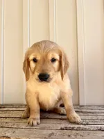 Orange Girl , a female Golden Retriever for sale in Foley, AL – Photo 3 of 4