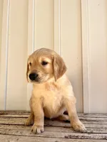 Orange Girl , a female Golden Retriever for sale in Foley, AL – Photo 2 of 4