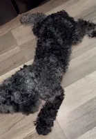 Ophelia Grey, a female Poodle - Toy  for sale in Daytona Beach, FL – 4 of 6