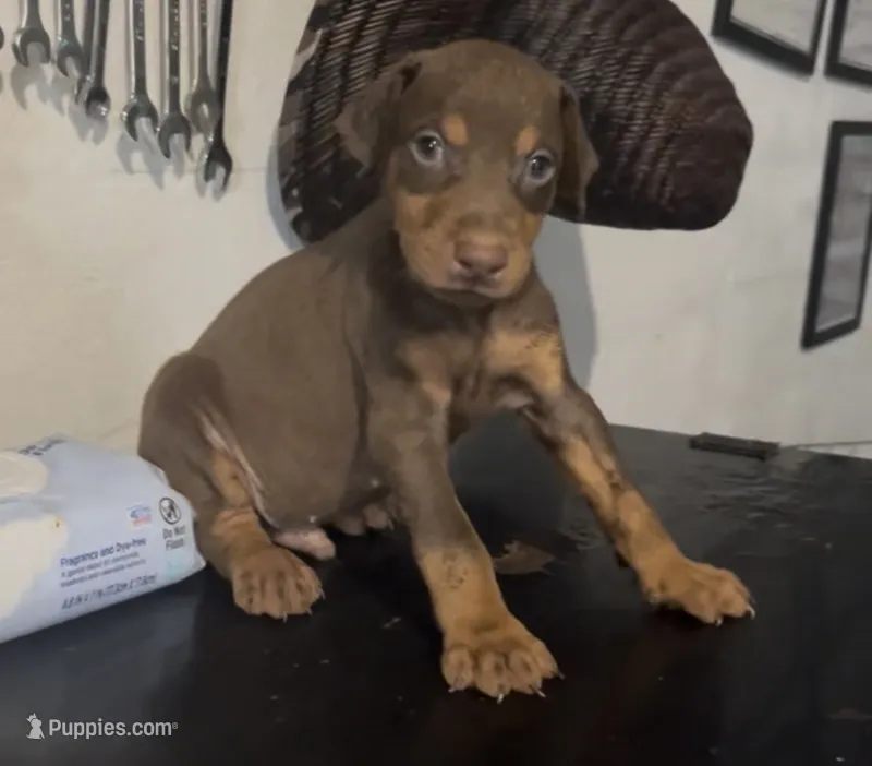 Male red rust – Doberman Pinscher puppy on hold in Daytona Beach, FL