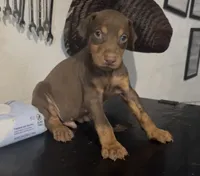 Male red rust, a male Doberman Pinscher for sale in Daytona Beach, FL – 1 of 6