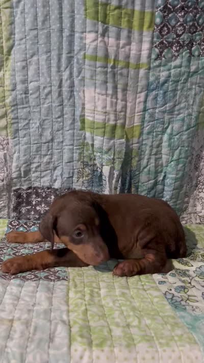 Red rust female 1, a female Doberman Pinscher for sale in Daytona Beach, FL – 7 of 7