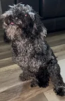 Ophelia Grey, a female Poodle - Toy  for sale in Daytona Beach, FL – 3 of 6