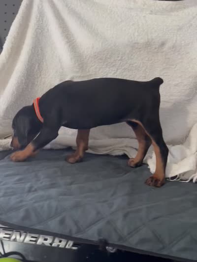 Black rust Female orange, a female Doberman Pinscher for sale in Daytona Beach, FL – 6 of 6