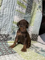 Red rust Female 2, a female Doberman Pinscher for sale in Daytona Beach, FL – 6 of 10