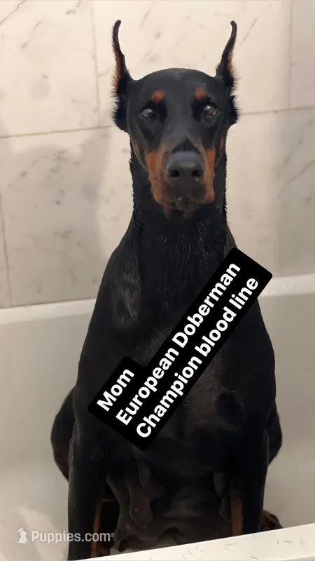 Doberman, a female Doberman Pinscher for sale in Daytona Beach, FL – Photo 1 of 2