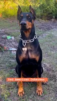 Doberman, a female Doberman Pinscher for sale in Daytona Beach, FL – Photo 2 of 2