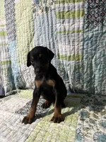 Black rust male, a male Doberman Pinscher for sale in Daytona Beach, FL – 3 of 10