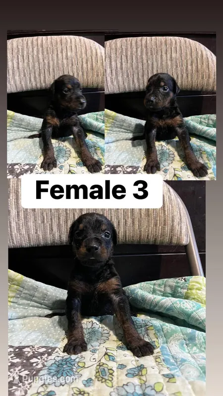 Female Dobie 3 – Doberman Pinscher puppy for sale in Daytona Beach, FL