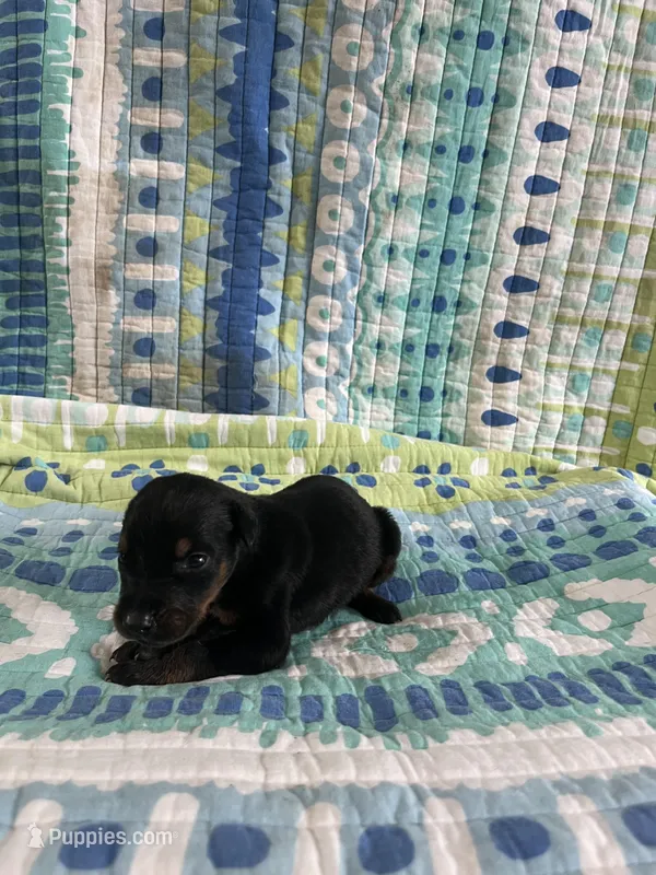 Female Dobie 3 – Doberman Pinscher puppy on hold in Daytona Beach, FL