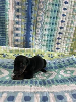 Female Dobie 3, a female Doberman Pinscher for sale in Daytona Beach, FL – Photo 1 of 4