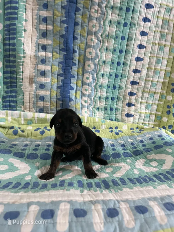 Female Dobie 3 – Doberman Pinscher puppy for sale in Daytona Beach, FL