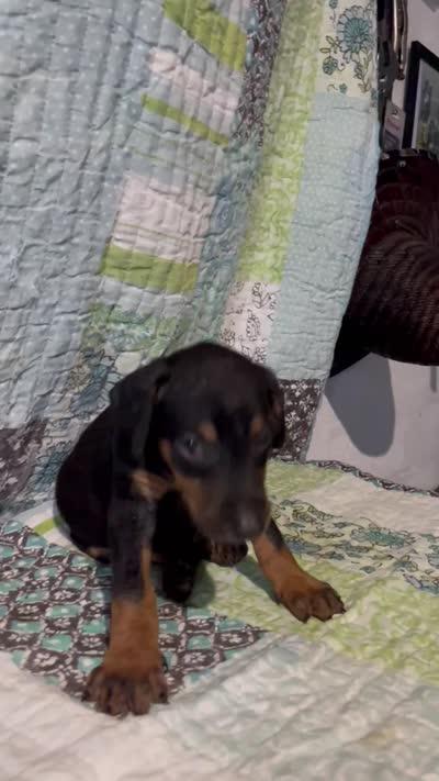 Black rust male, a male Doberman Pinscher for sale in Daytona Beach, FL – 10 of 10