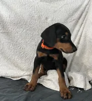 Black rust Female orange, a female Doberman Pinscher for sale in Daytona Beach, FL – 3 of 6