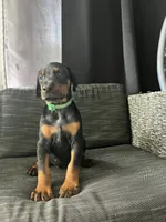 Female dobie 1, a female Doberman Pinscher for sale in Daytona Beach, FL – 2 of 9