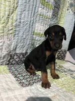 Black rust male, a male Doberman Pinscher for sale in Daytona Beach, FL – 5 of 10